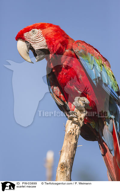 scarlet macaw / PW-03899