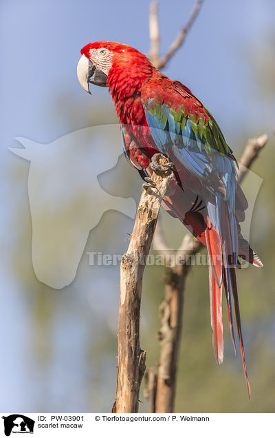 scarlet macaw / PW-03901