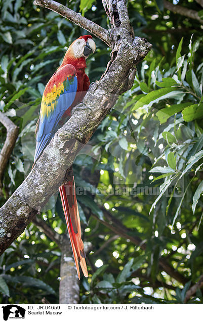 Hellroter Ara / Scarlet Macaw / JR-04659