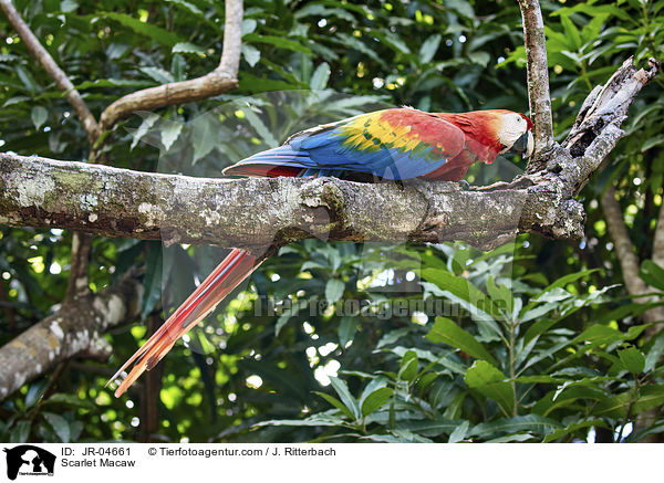 Scarlet Macaw / JR-04661
