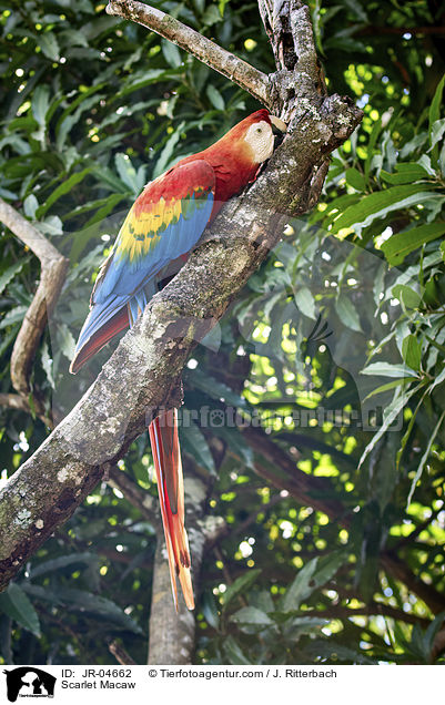 Scarlet Macaw / JR-04662