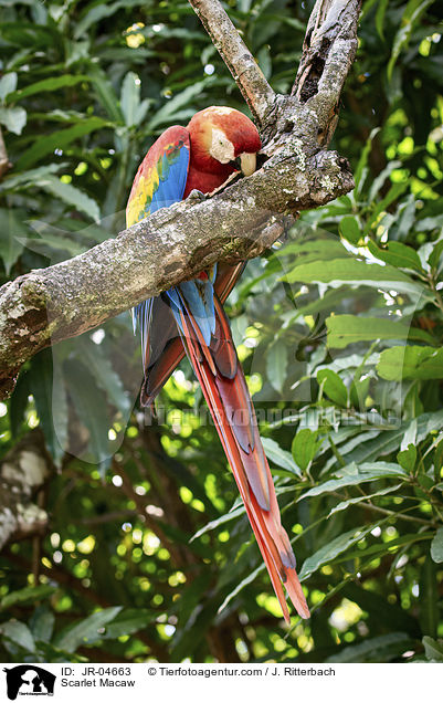 Hellroter Ara / Scarlet Macaw / JR-04663