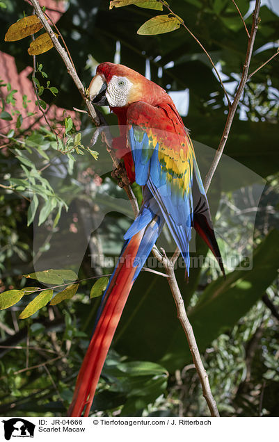Hellroter Ara / Scarlet Macaw / JR-04666
