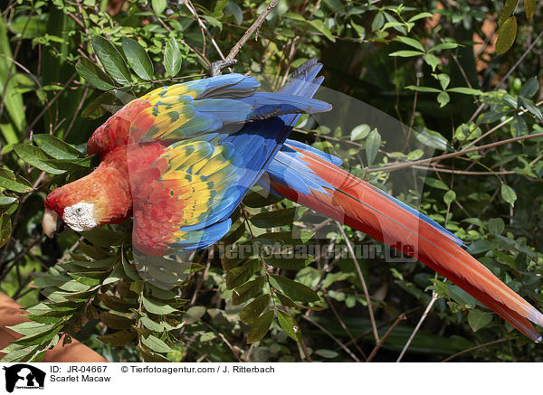 Hellroter Ara / Scarlet Macaw / JR-04667