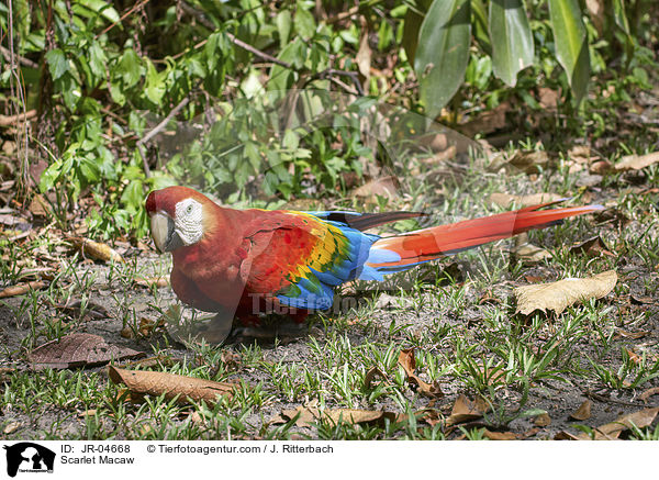 Hellroter Ara / Scarlet Macaw / JR-04668