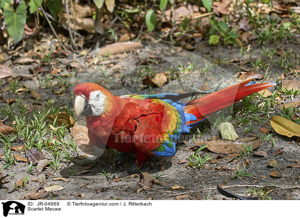 Scarlet Macaw / JR-04669