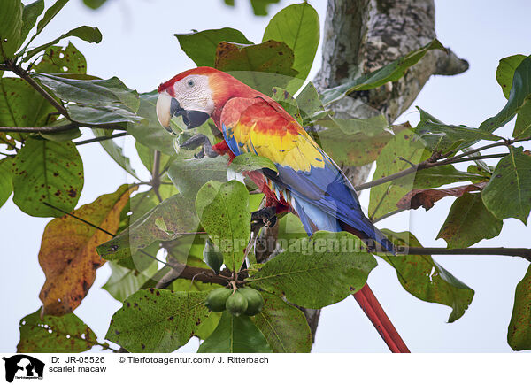 scarlet macaw / JR-05526