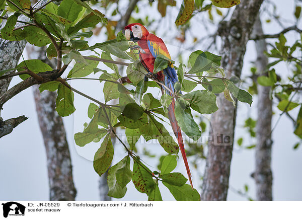 scarlet macaw / JR-05529