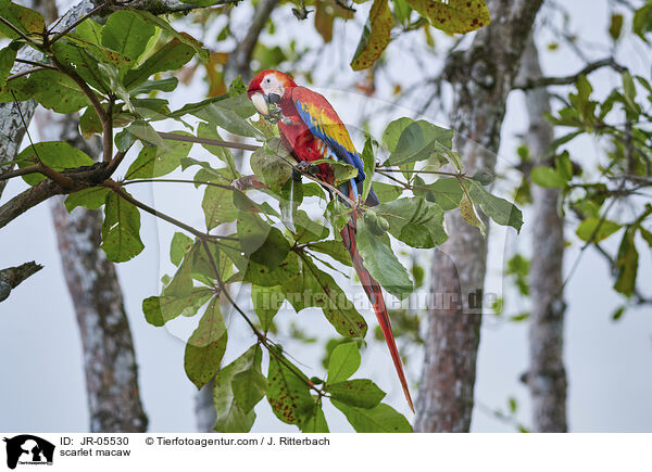 scarlet macaw / JR-05530