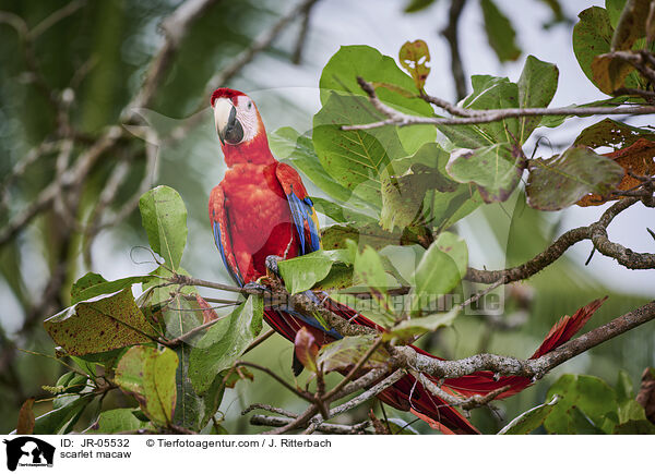 scarlet macaw / JR-05532