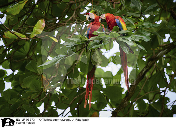 Hellroter Ara / scarlet macaw / JR-05573