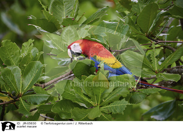 Hellroter Ara / scarlet macaw / JR-05630