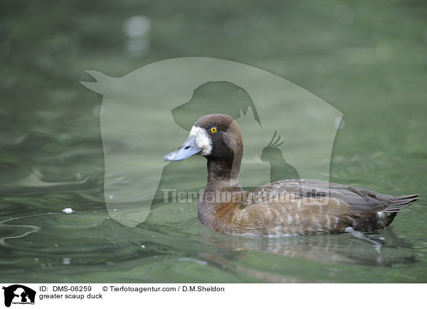 Bergente / greater scaup duck / DMS-06259