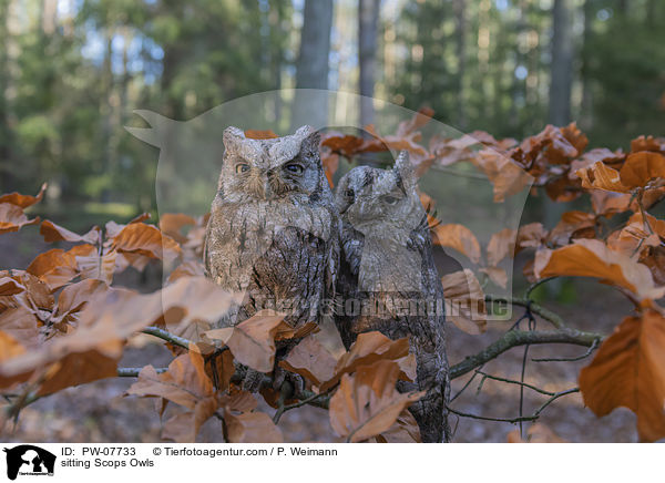 sitting Scops Owls / PW-07733
