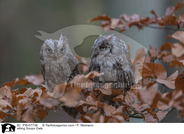 sitting Scops Owls / PW-07738