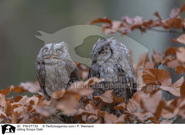 sitting Scops Owls / PW-07739