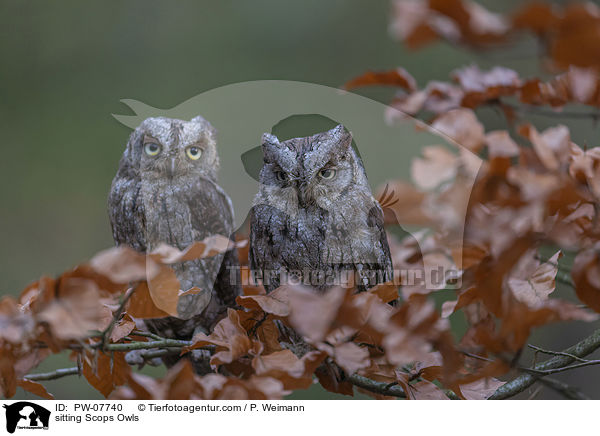 sitting Scops Owls / PW-07740