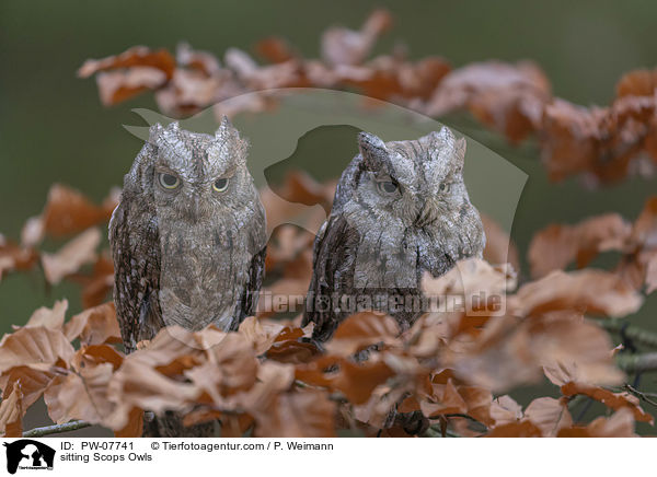sitting Scops Owls / PW-07741