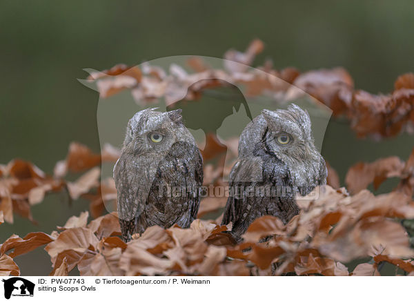 sitting Scops Owls / PW-07743