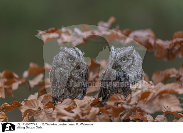 sitting Scops Owls / PW-07744