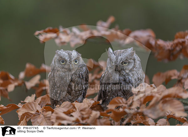 sitting Scops Owls / PW-07745