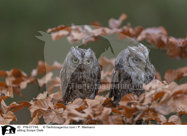 sitting Scops Owls / PW-07746