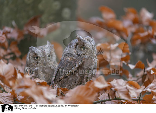 sitting Scops Owls / PW-07750