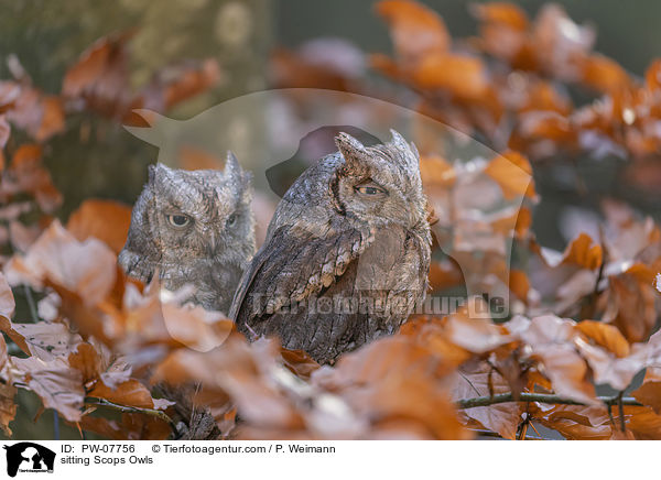 sitting Scops Owls / PW-07756