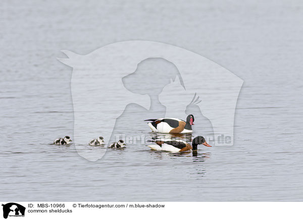 common shelducks / MBS-10966