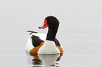 common shelduck