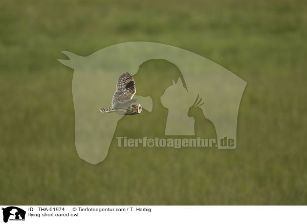 flying short-eared owl / THA-01974