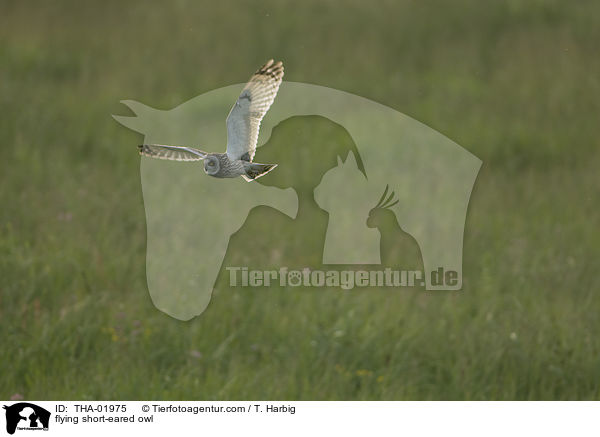flying short-eared owl / THA-01975
