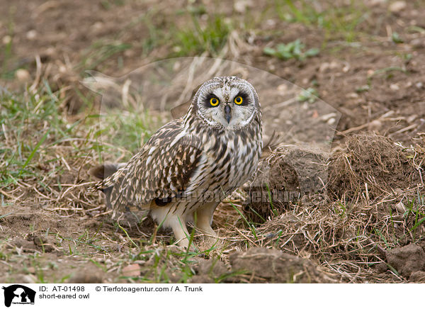 short-eared owl / AT-01498