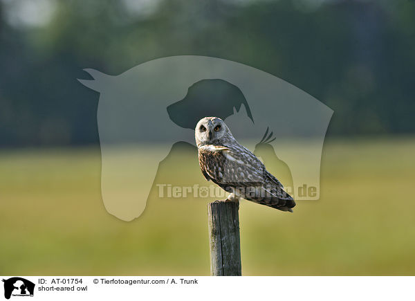 short-eared owl / AT-01754