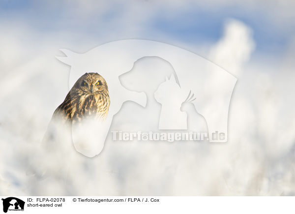 short-eared owl / FLPA-02078