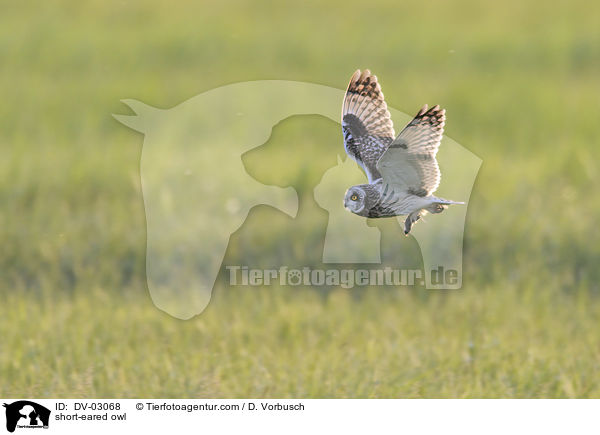 short-eared owl / DV-03068