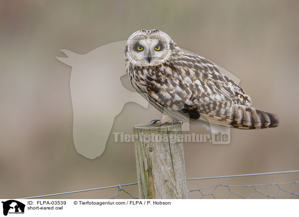 short-eared owl / FLPA-03539