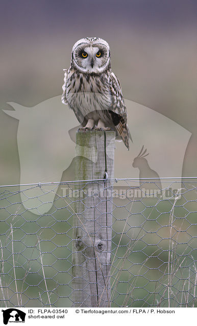 short-eared owl / FLPA-03540