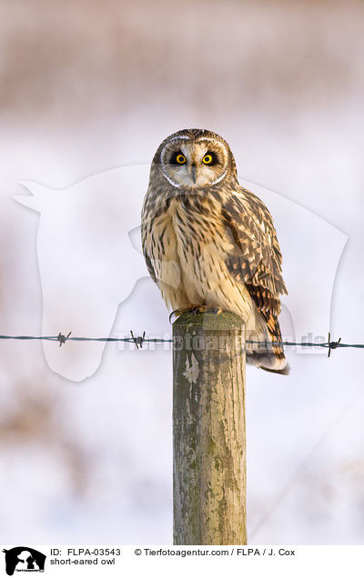 short-eared owl / FLPA-03543