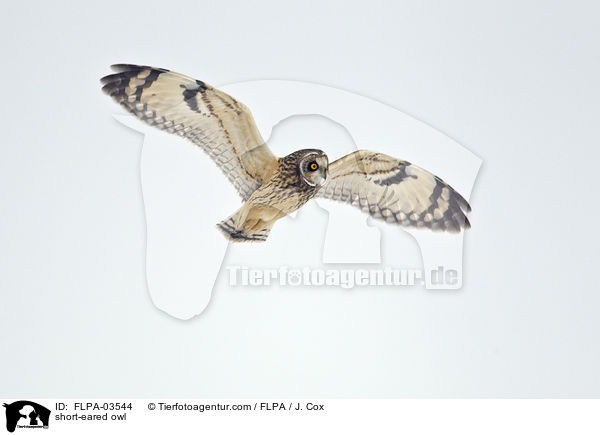 short-eared owl / FLPA-03544