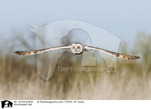 short-eared owl / FLPA-03547