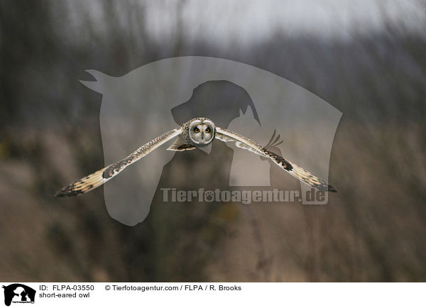 Sumpfohreule / short-eared owl / FLPA-03550
