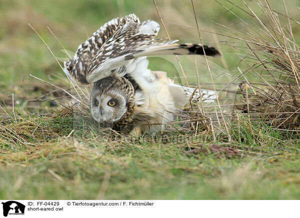 short-eared owl / FF-04429