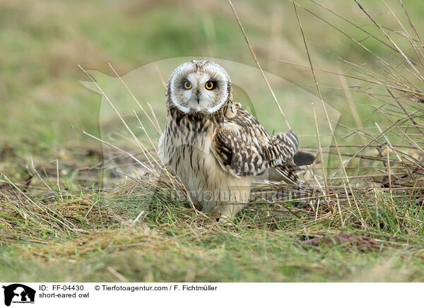 short-eared owl / FF-04430
