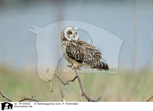 short-eared owl / FF-04432
