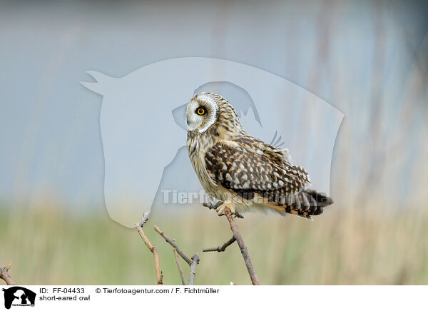 short-eared owl / FF-04433