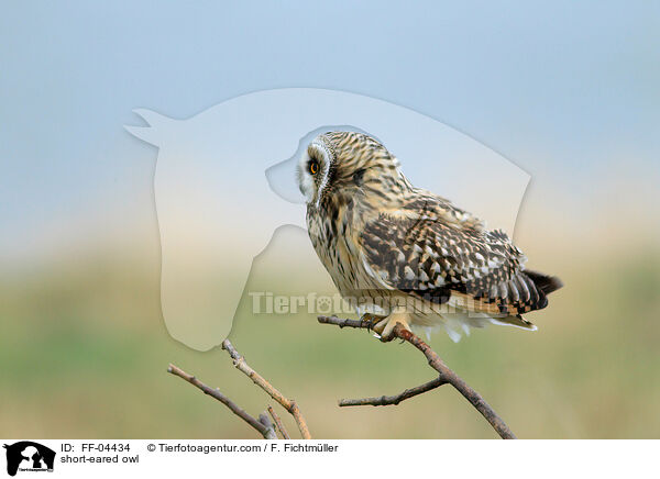 short-eared owl / FF-04434