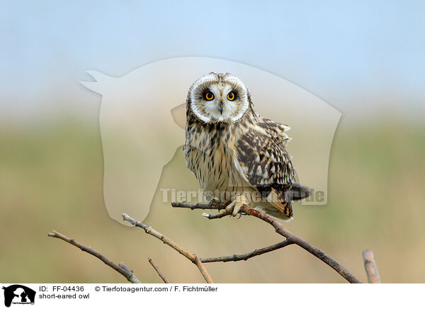 short-eared owl / FF-04436