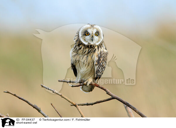 short-eared owl / FF-04437