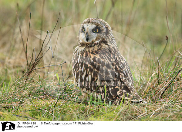 short-eared owl / FF-04438